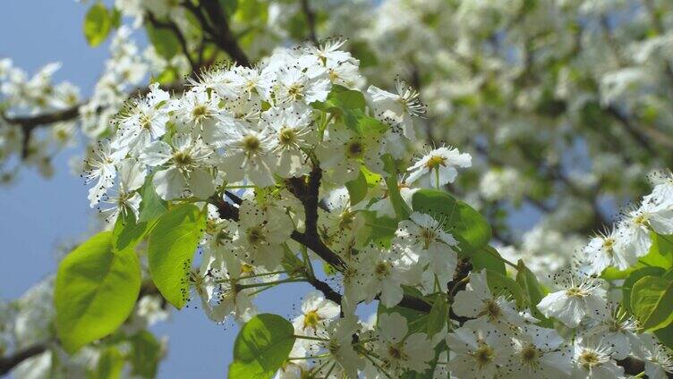 春天阳光唯美小清新梨花开放梨花实拍