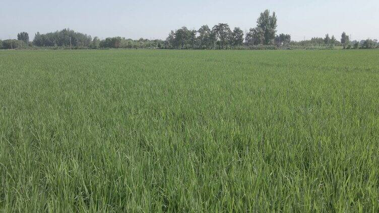 小麦、北大村、农村、农忙、科技种植农业