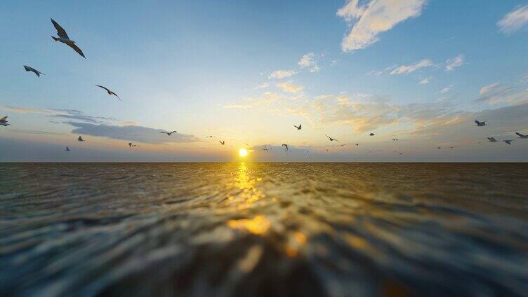 夕阳下的大海海面上海鸥飞舞