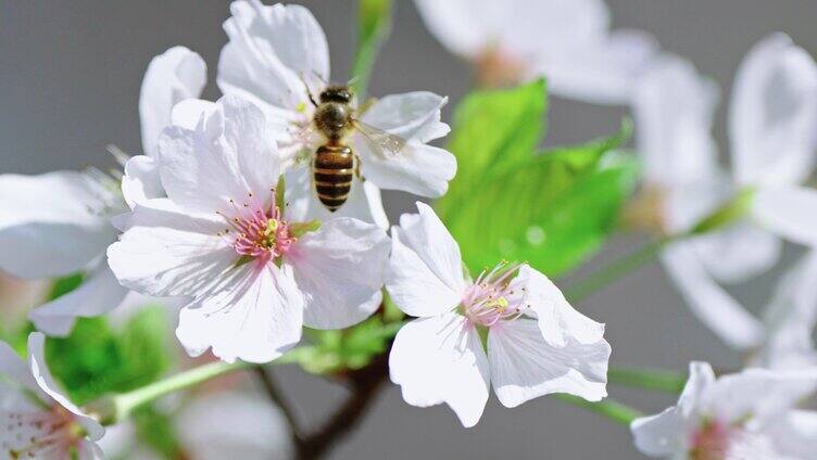 春暖花开 樱花绽放 蜜蜂 采蜜「组镜」