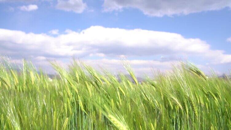 小麦、稻田、洱海、苍山、大理、云南