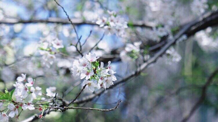 鲜花绽放 赏花 樱花 花朵「组镜」