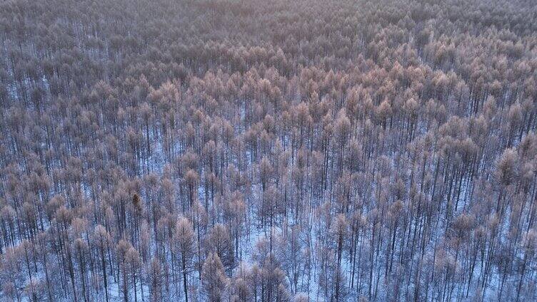 林海雪原唯美阳光雾凇