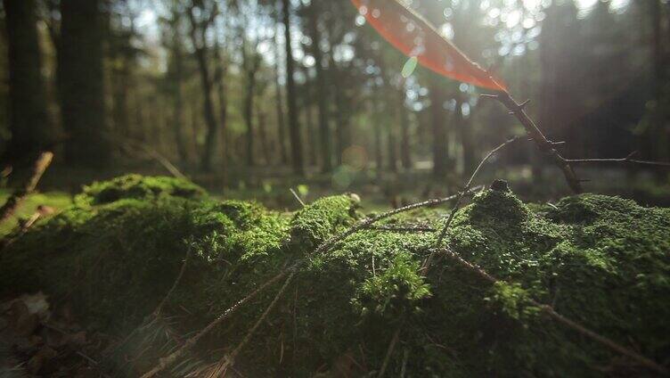 森林 苔 藓阳光 视频 素材 