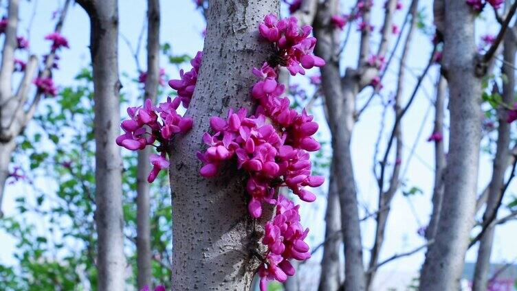 紫荆花盛开春天疗愈心灵花开心情美好