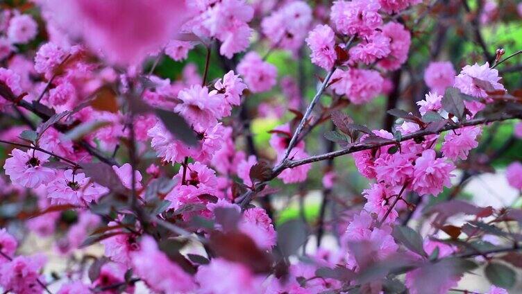 春天榆叶梅花朵绽放鲜花开放美景春天疗愈心