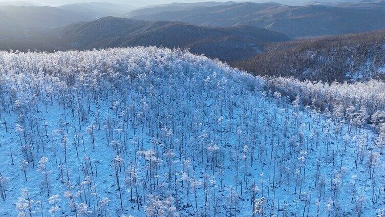 大兴安岭冬季黎明雪色山林