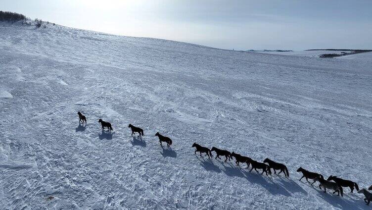 呼伦贝尔雪原牧场上的蒙古马