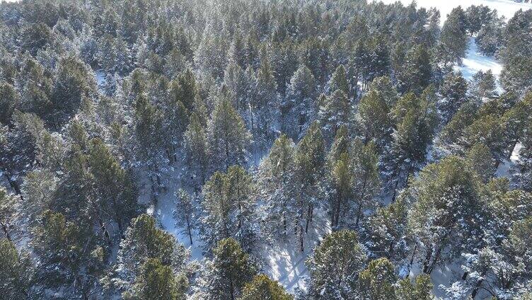 下雪时的林海雪原樟子松松林