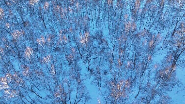 夕阳照耀的雪原白桦林