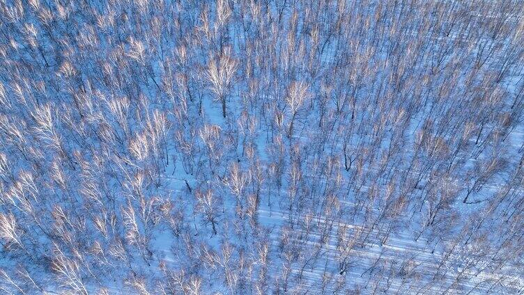 夕阳照耀的雪原白桦林