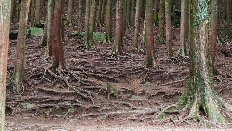 中国科学院植物园 中国科学院「组镜」