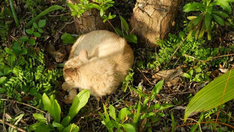 在树下睡觉的橘猫