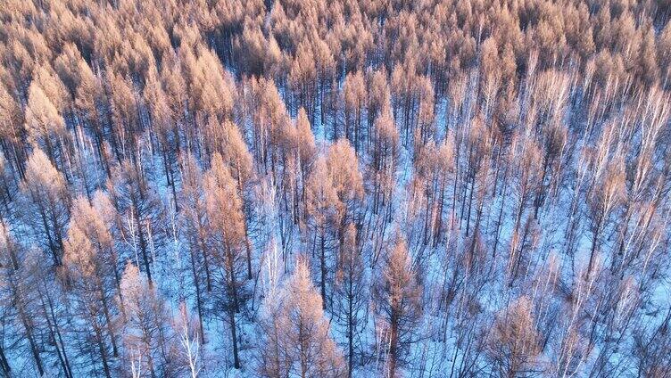 航拍夕阳照耀的雪原树林