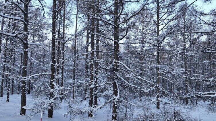 雪原松林雾凇