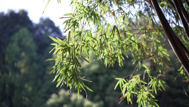 春天阳光透过竹林竹叶风吹竹叶竹林光影