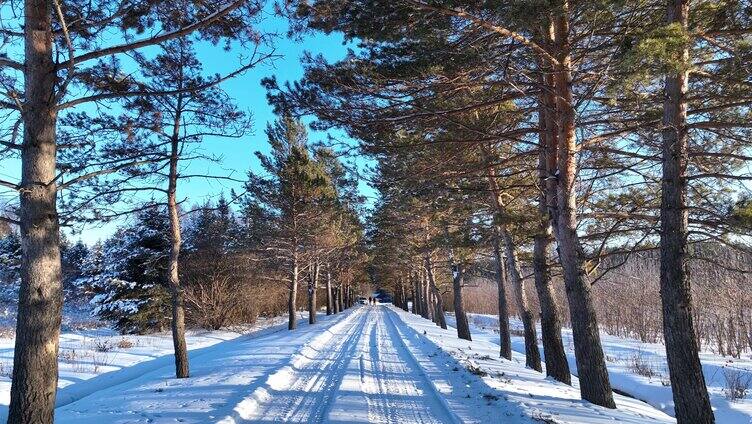 通向林海雪原的林间雪路