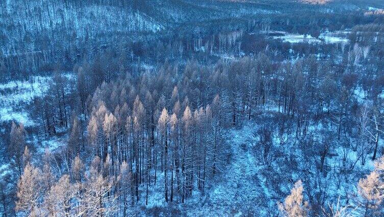 鸟瞰冰雪覆盖的冻土森林湿地