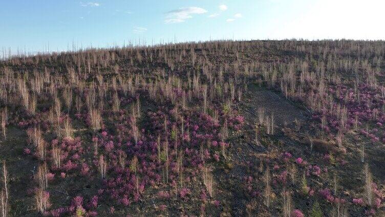 航拍大兴安岭杜鹃花在山林怒放