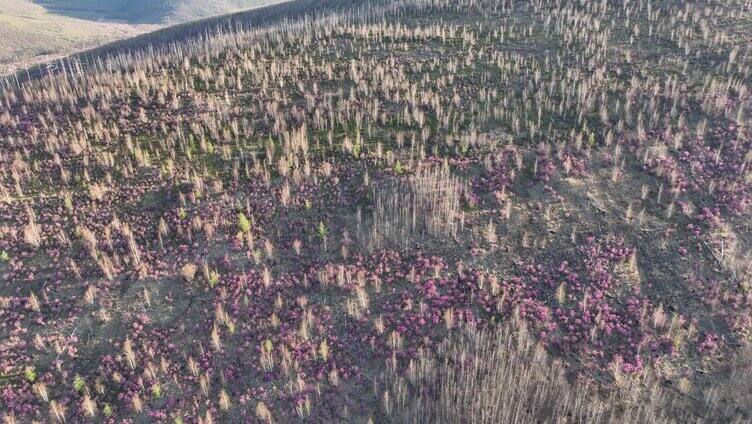 航拍大兴安岭杜鹃花在山林怒放