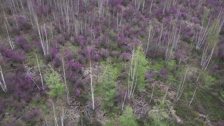 航拍大兴安岭杜鹃花在山林怒放