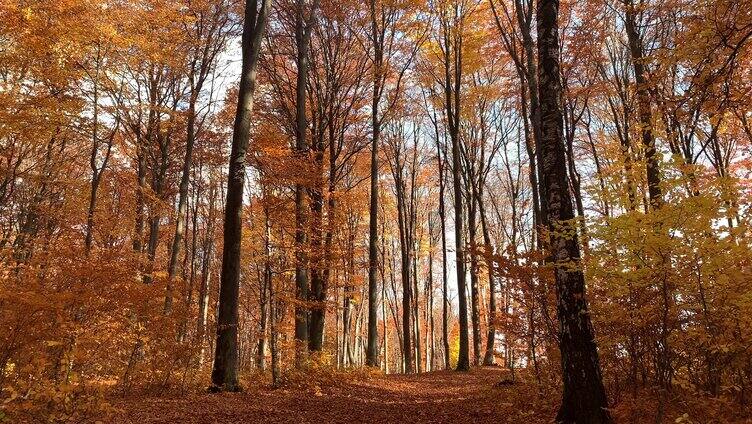 秋天的树林风景