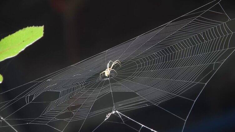 在织网的蜘蛛（2）