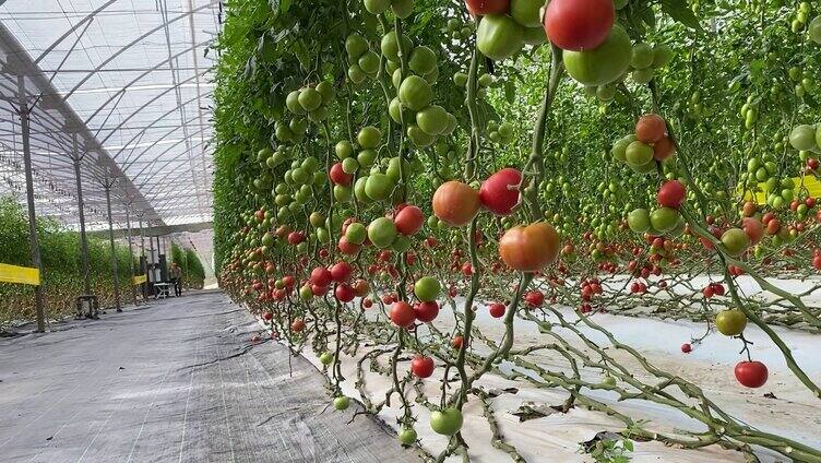 番茄养殖基地