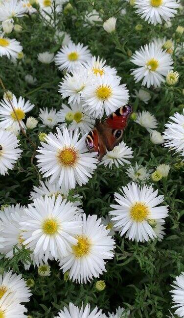 白色花丛中的蝴蝶