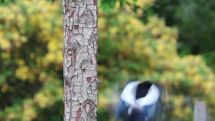 啄木鸟吃树干上害虫