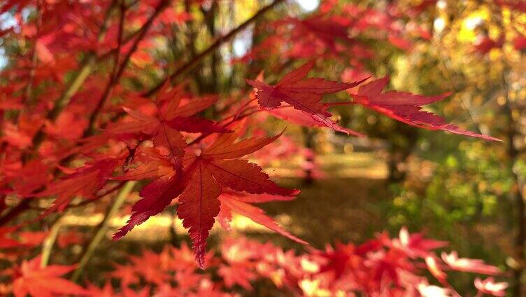阳光照射的红色叶子（2）