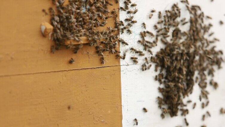 养蜂 养蜂人