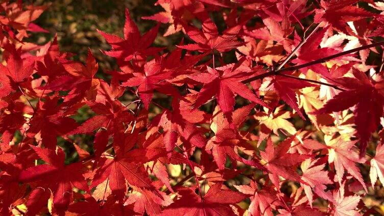 阳光照射的红色叶子