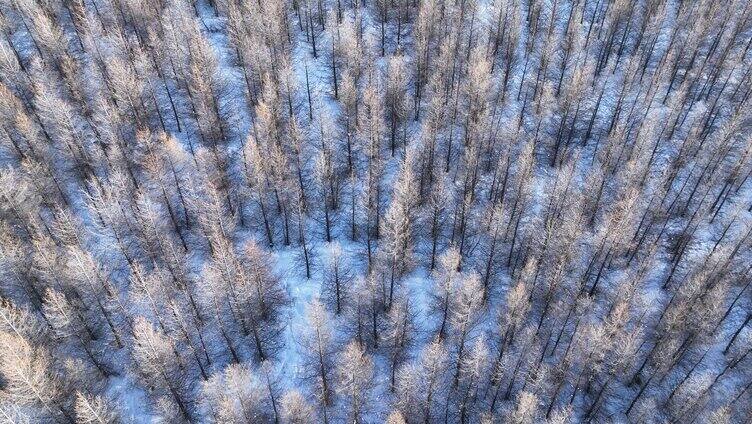 雪原人工林松林