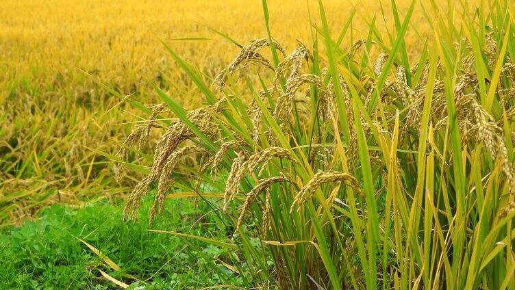 成熟的稻谷 大米