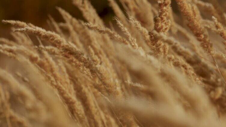 阳光下的麦地 小麦