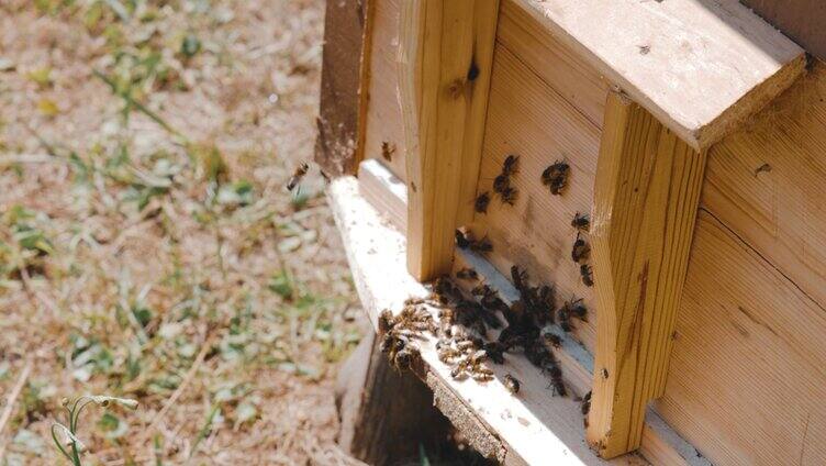 养蜂 养蜂人