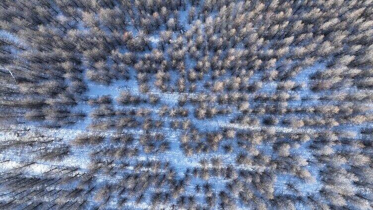 雪原人工林松林