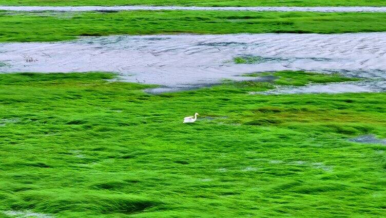 九江鄱阳湖草海候鸟生态湿地公园「组镜」