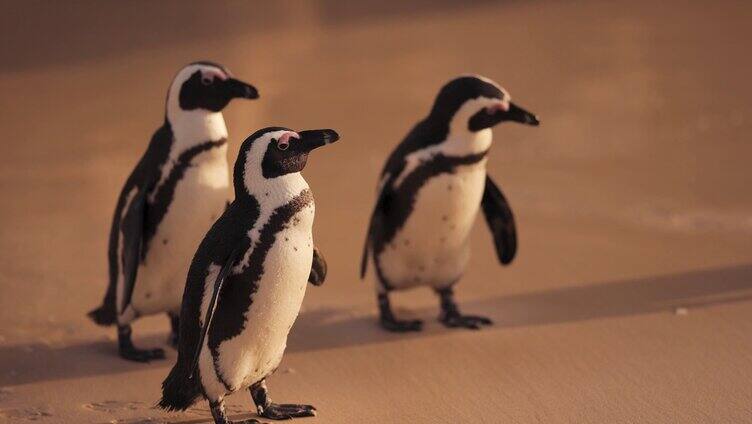 企鹅 南极企鹅群