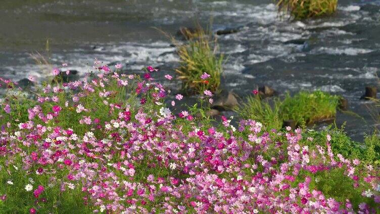 溪流旁的花群