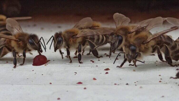 成群蜜蜂采蜜2