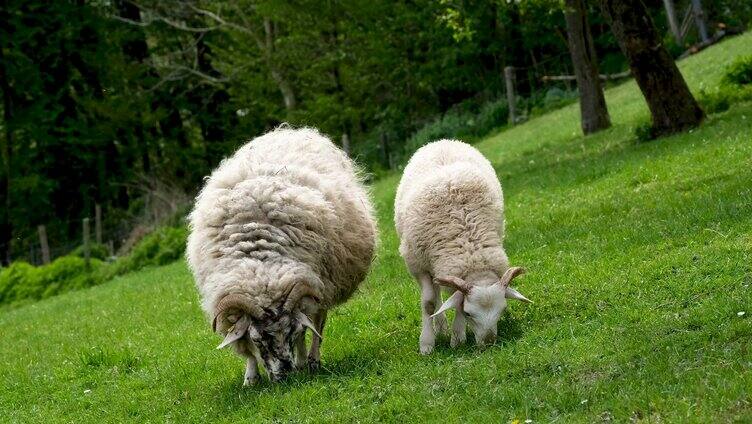 草地上两只吃草的绵羊