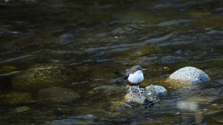 停留在溪流石头上的小鸟