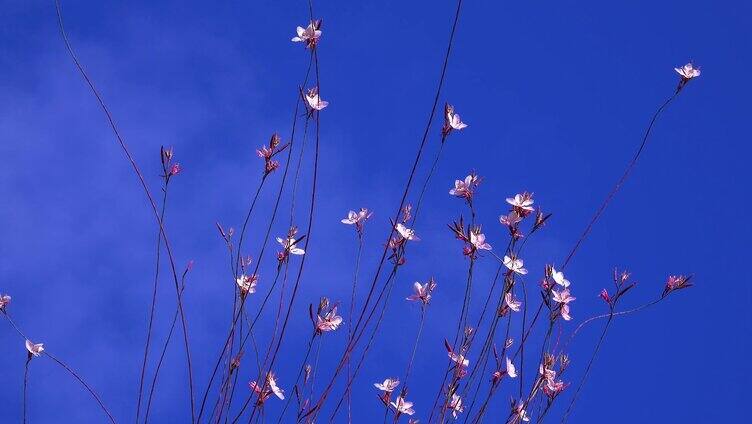蓝天随风摆动的花朵