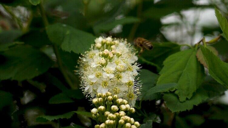 蜜蜂在花朵上采蜜