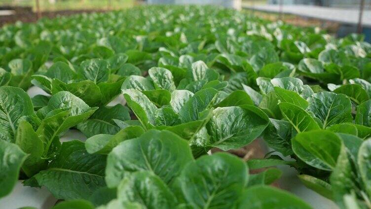 农业产业化种植青菜