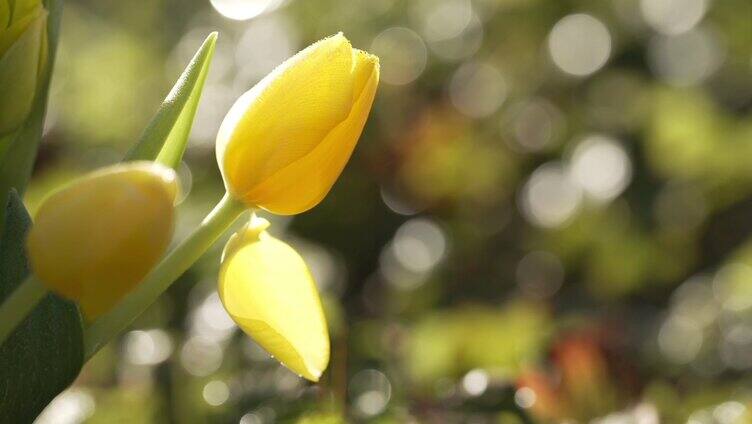 黄色郁金香 花瓣掉落