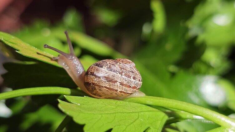 在缓慢行走的蜗牛