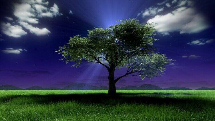 被光线照射的树